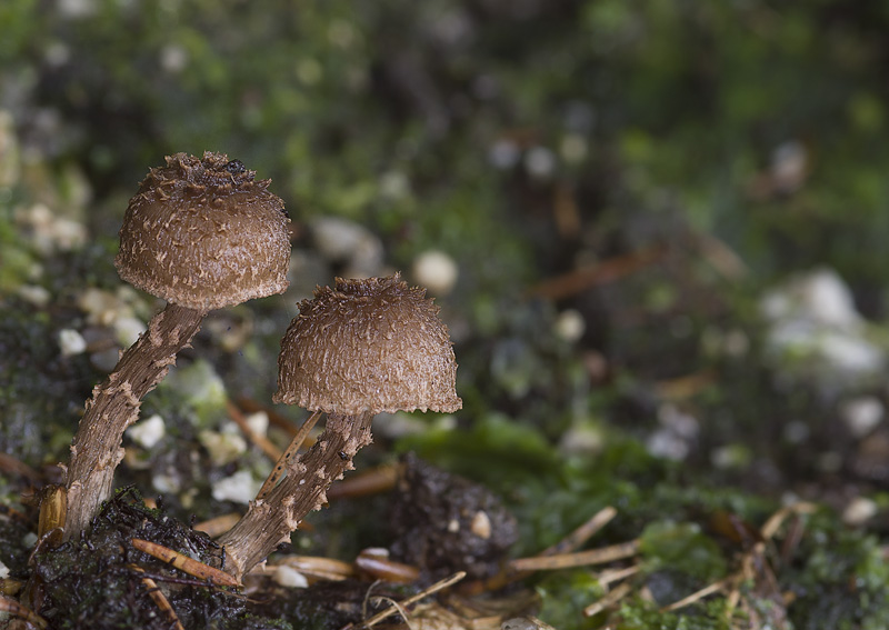 Inocybe calamistrata